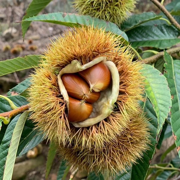 밤이송이농장 햇밤 2Kg - 상세 이미지 2