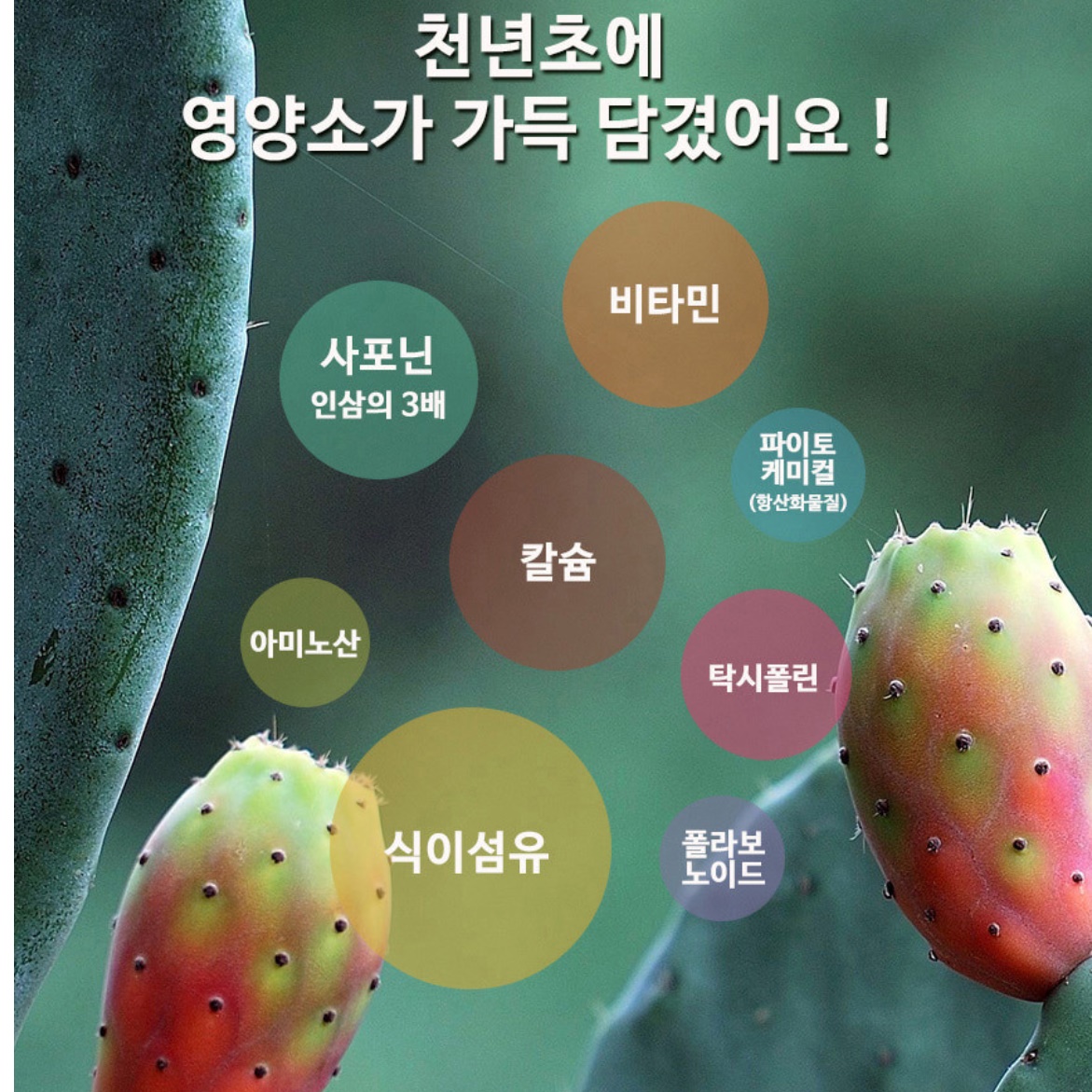 김천 천년초즙 천년초 열매 줄기 엑기스 액기스 선인장즙 이미지 7