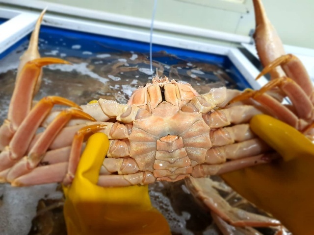 대게 박달 러시아 자숙 활 특A급 오늘특가 2kg, 1개 - 상품 이미지