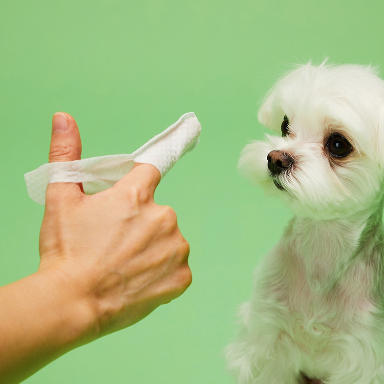 플라고 손가락 칫솔 패드 강아지 고양이 양치 입냄새 치석 관리 일회용 60개입, 2개