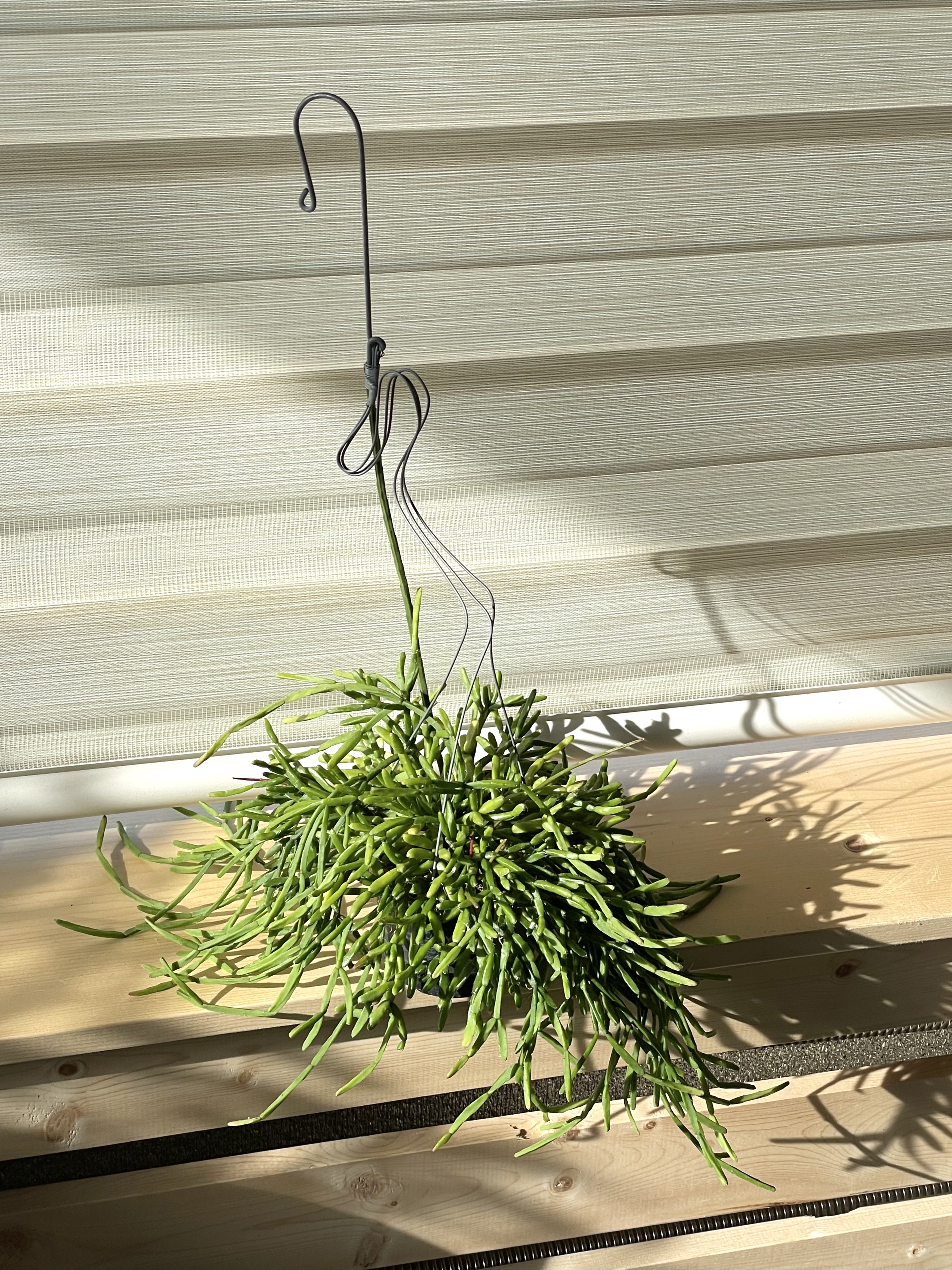 실내 공기정화식물 행잉플랜트 립살리스 트리고나