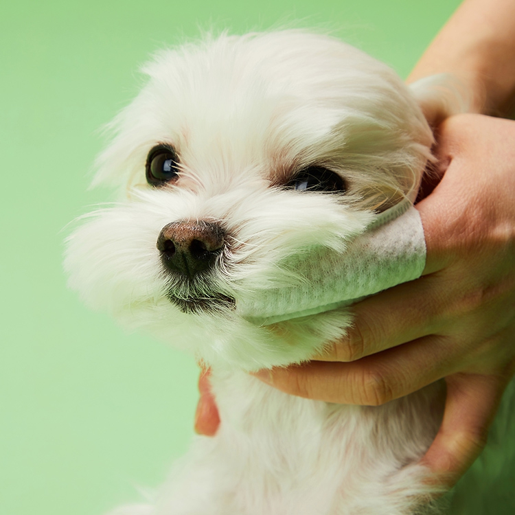 플라고 손가락 칫솔 패드 강아지 고양이 양치 입냄새 치석 관리 일회용 60개입, 2개