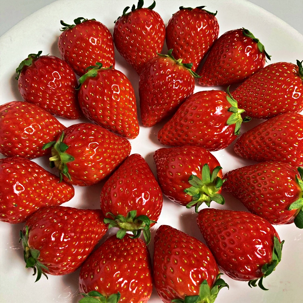 킹스베리딸기 논산딸기 350g 440g 880g 가정용 선물용 특 특특 왕특 산지직송 - 상세 이미지 5
