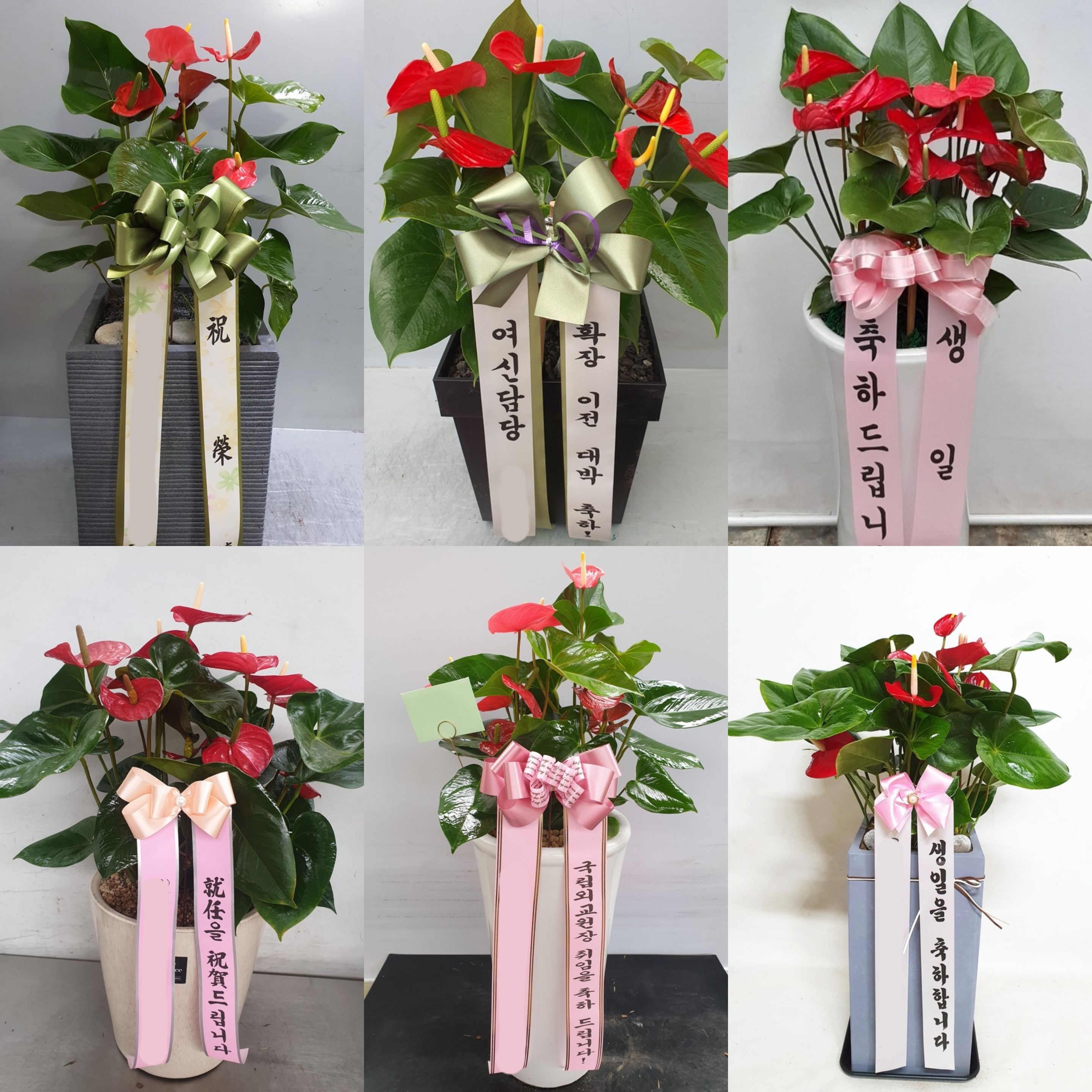 안시리움 (중) 개업 공기정화 악취제거 칠순 환갑 부모님 생신 축하 화분 선물 당일 배달 - 상세 이미지 3