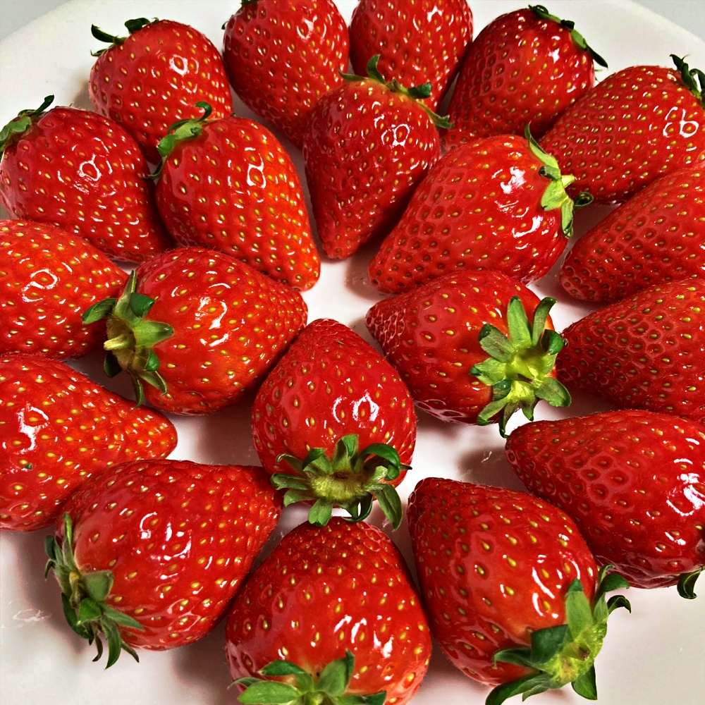 킹스베리딸기 논산딸기 350g 440g 880g 가정용 선물용 특 특특 왕특 산지직송 - 상세 이미지 3