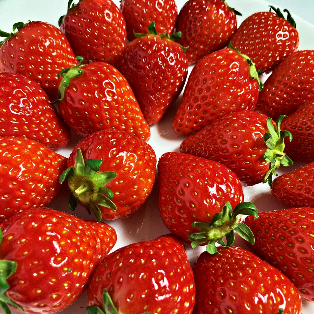 킹스베리딸기 논산딸기 350g 440g 880g 가정용 선물용 특 특특 왕특 산지직송 - 상세 이미지 4