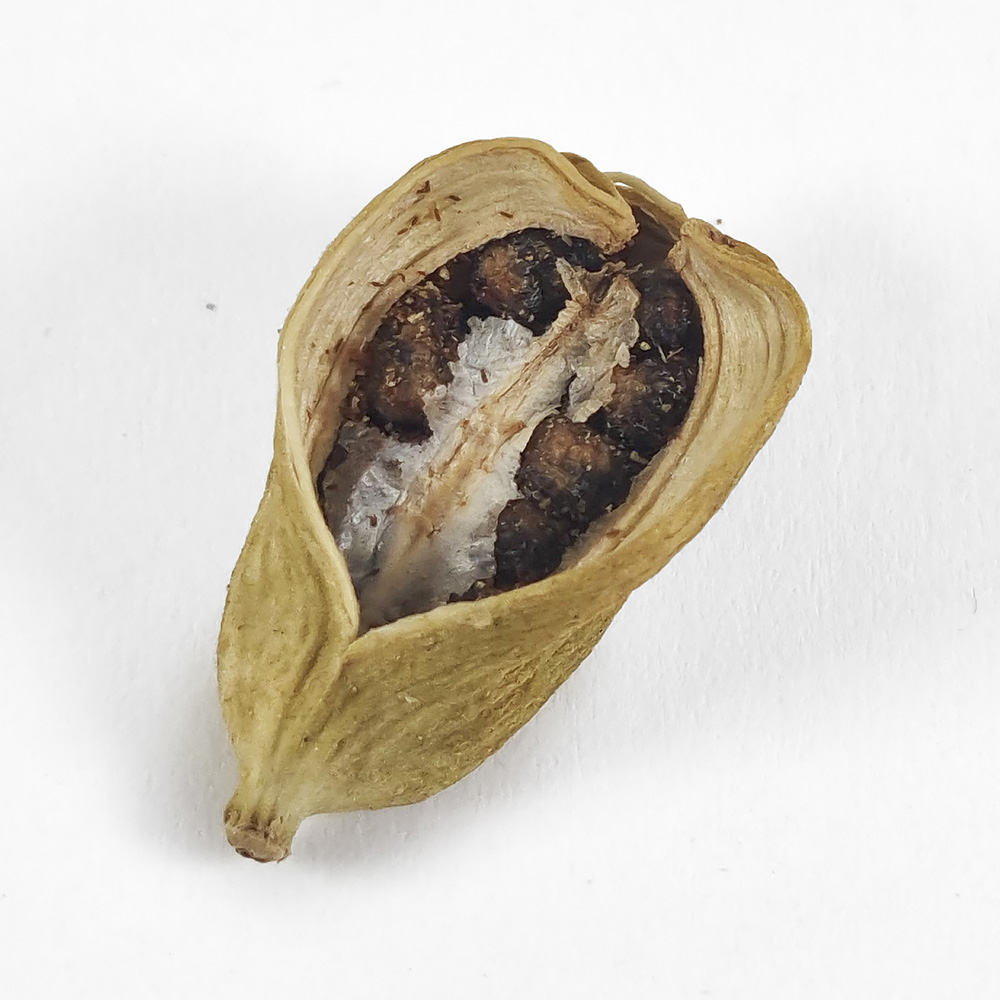 카다멈 카다몬 카다몸 소두구 100g 이미지 3