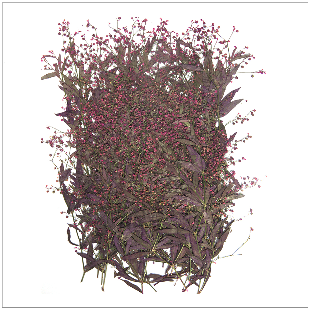 프레스코21 압화 대팩 석류풀(빨강) - 상품 이미지