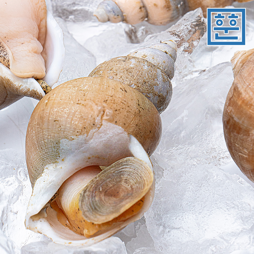 동해안 백골뱅이 1kg 자연산 백고동 제철 골뱅이 - 상세 이미지 3