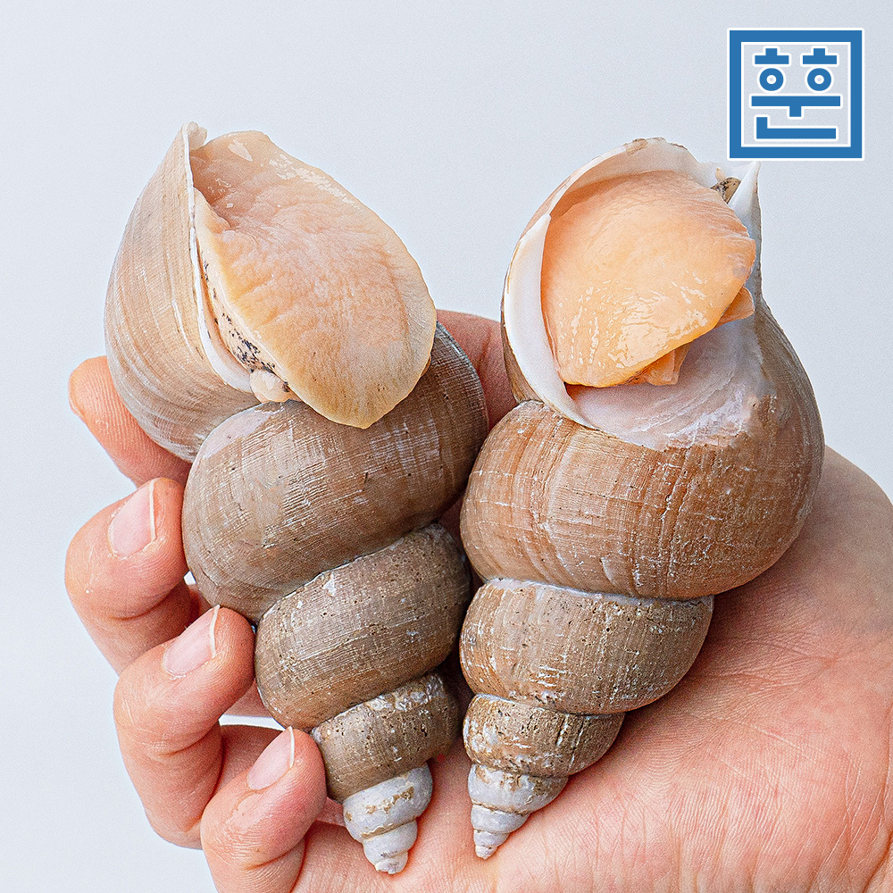 동해안 백골뱅이 1kg 자연산 백고동 제철 골뱅이 이미지 6