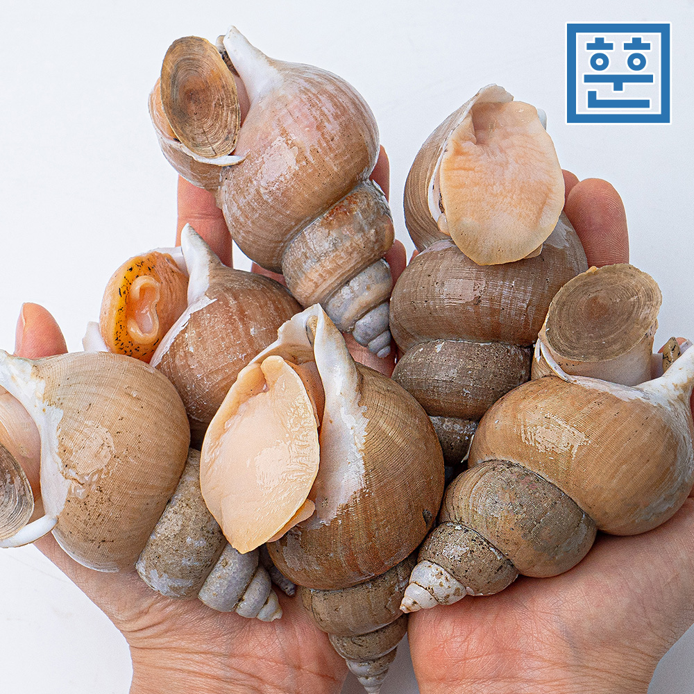 동해안 백골뱅이 1kg 자연산 백고동 제철 골뱅이 - 상세 이미지 4