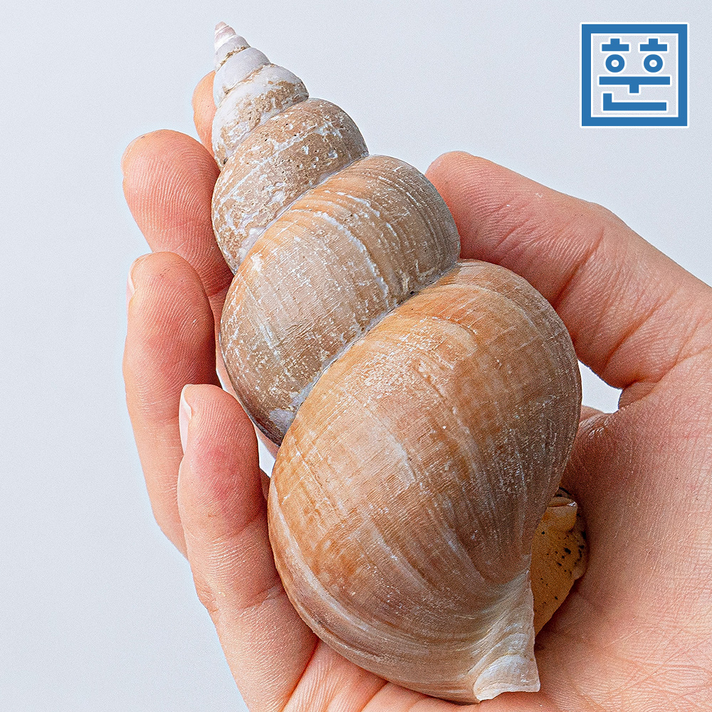 동해안 백골뱅이 1kg 자연산 백고동 제철 골뱅이 - 상세 이미지 5