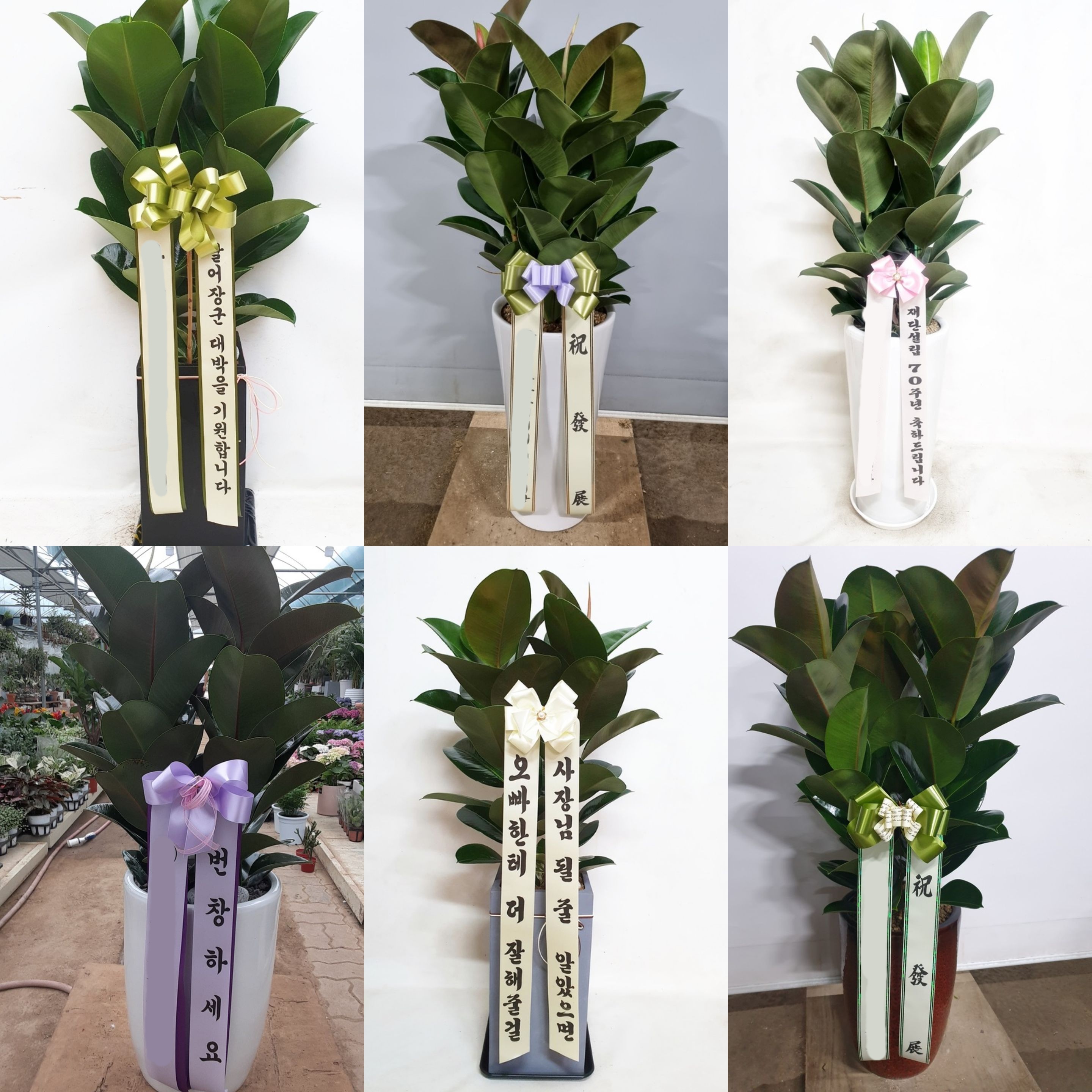 고무나무 (중) 대형화분 가게 오픈 축하 개업 승진 영전 이전 확장 화분 당일 배달 배송 - 상세 이미지 2