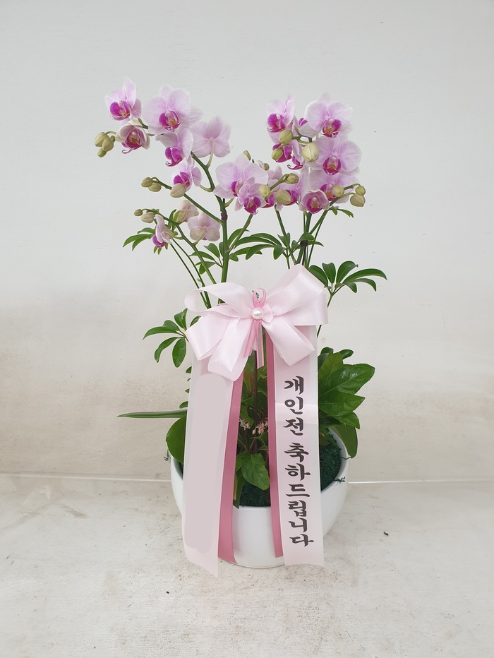 네이버 Blossomy 분홍 호접란 (소)