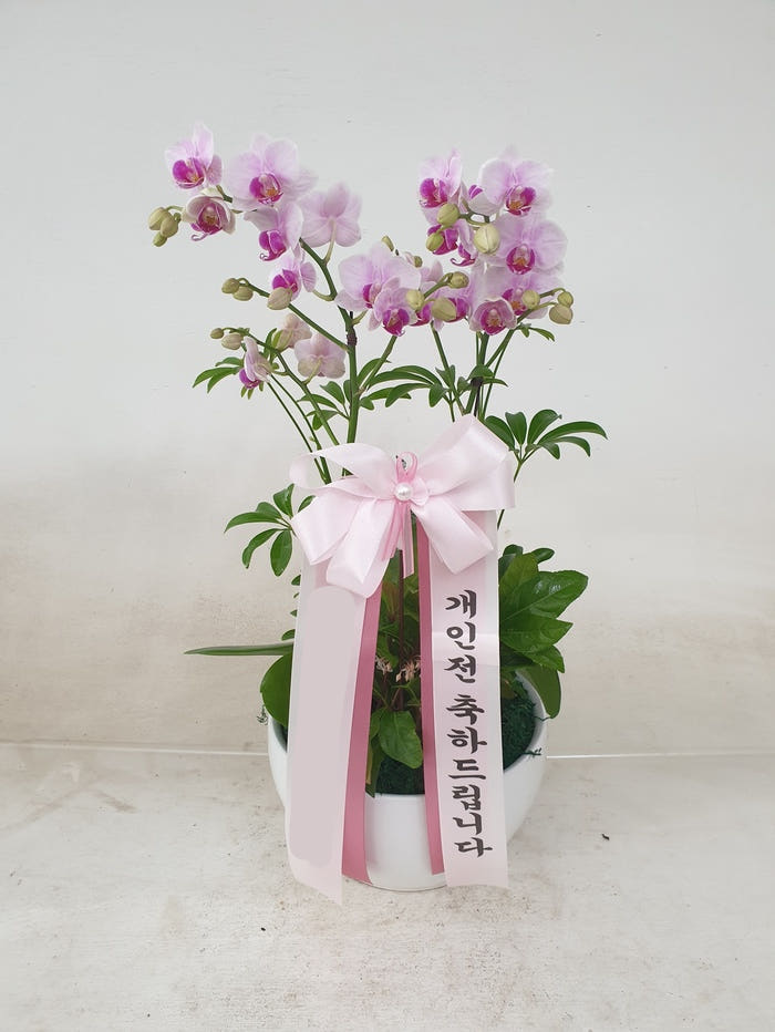 분홍 호접란 (소) 가격 비교 Blossomy 분홍 호접란 (소)