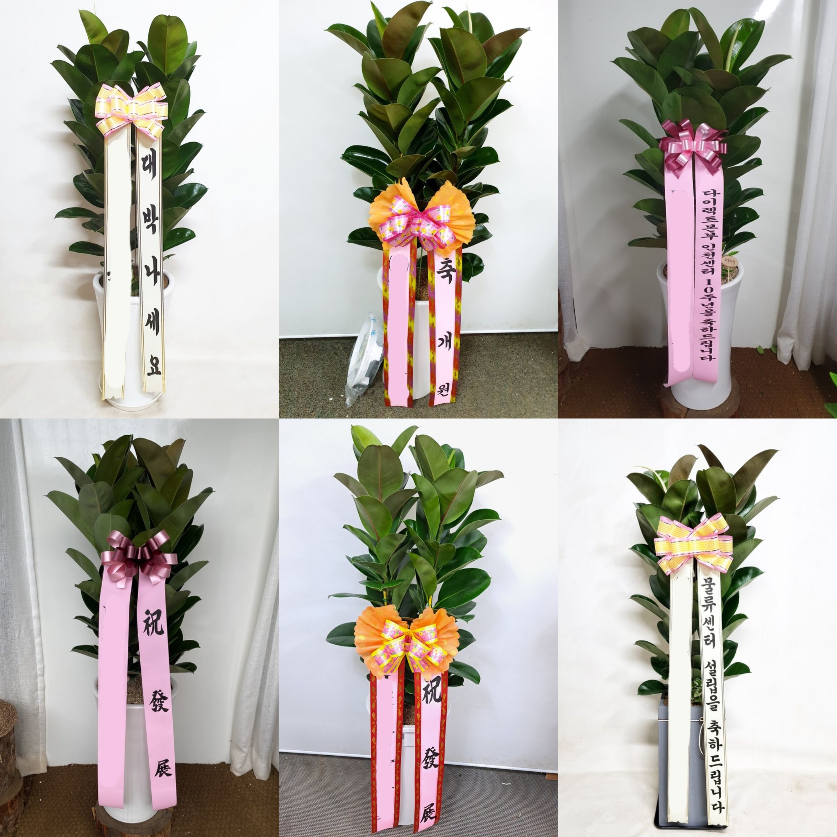 고무나무 (대) 고급 개업 승진 대형화분 가게 오픈 축하 확장 이전 화분 당일 배달 배송 - 상세 이미지 3
