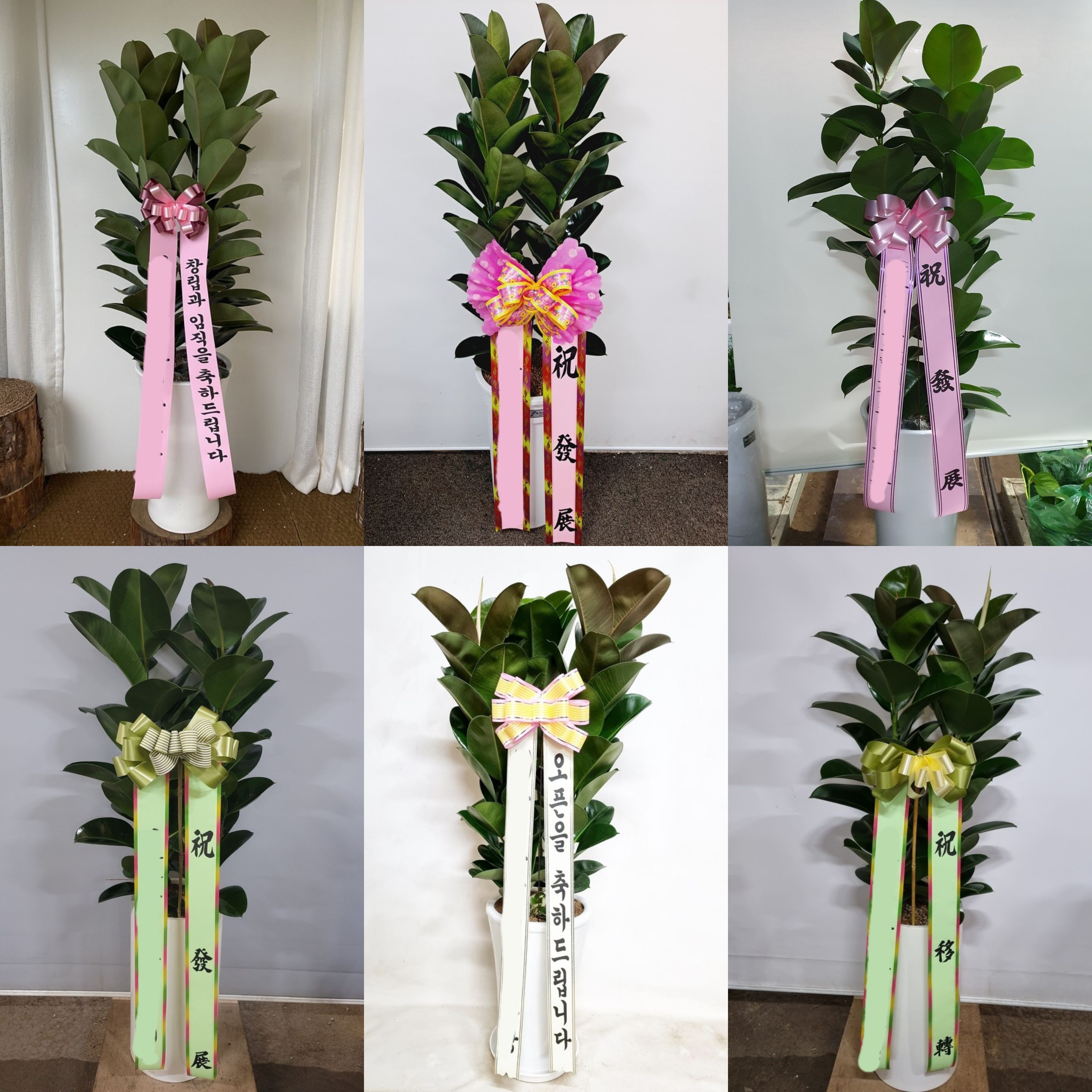 고무나무 (대) 고급 개업 승진 대형화분 가게 오픈 축하 확장 이전 화분 당일 배달 배송 - 상세 이미지 2