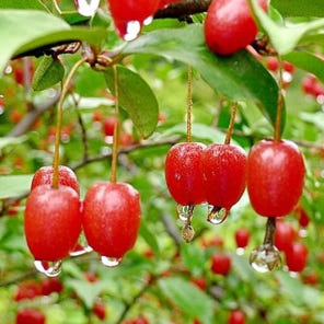 왕보리수나무 묘목 4년생 결실주 분묘
