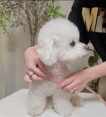 KakaoTalk_20220307_221159946.gif