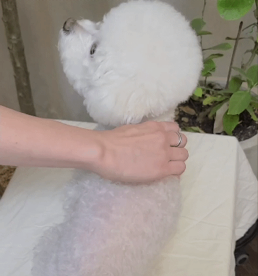 KakaoTalk_20220307_222154623.gif