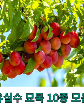 유실수 과실수 과일나무 묘목 10종 모음