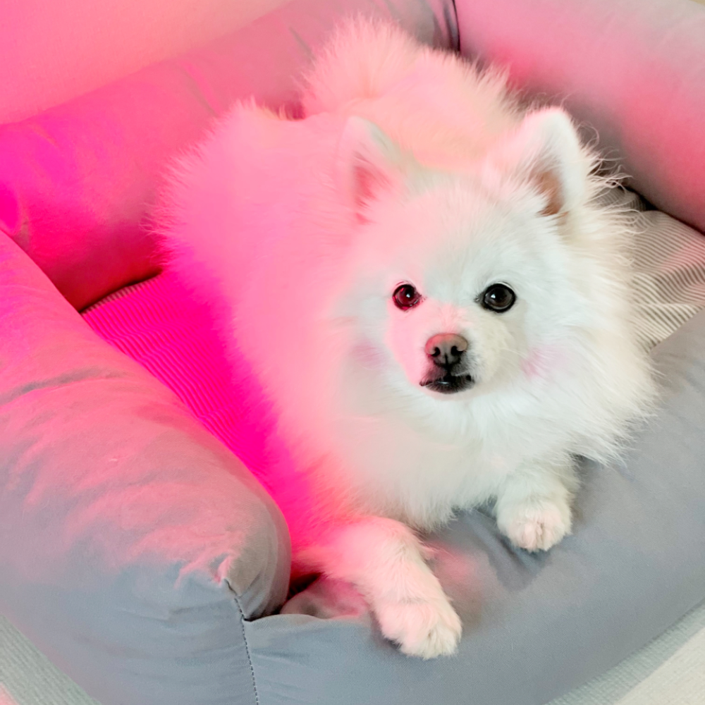 아픈 강아지 고양이 피부병 슬개골탈구 책임지는 근적외선 치료기 펫스니즈- 닥터펫 펫큐어레이 이미지 6