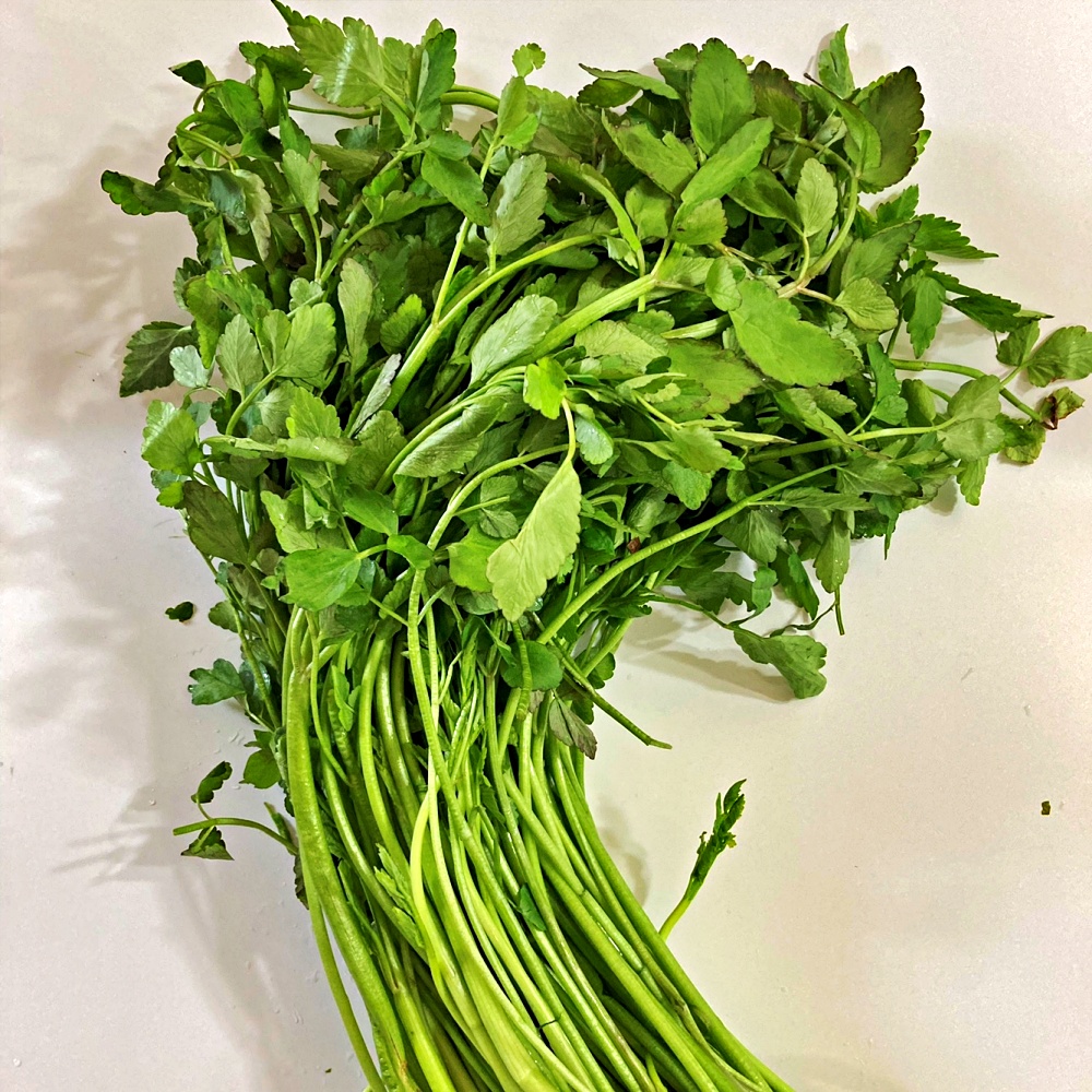 미나리 500g 1kg 국내산 - 상세 이미지 3