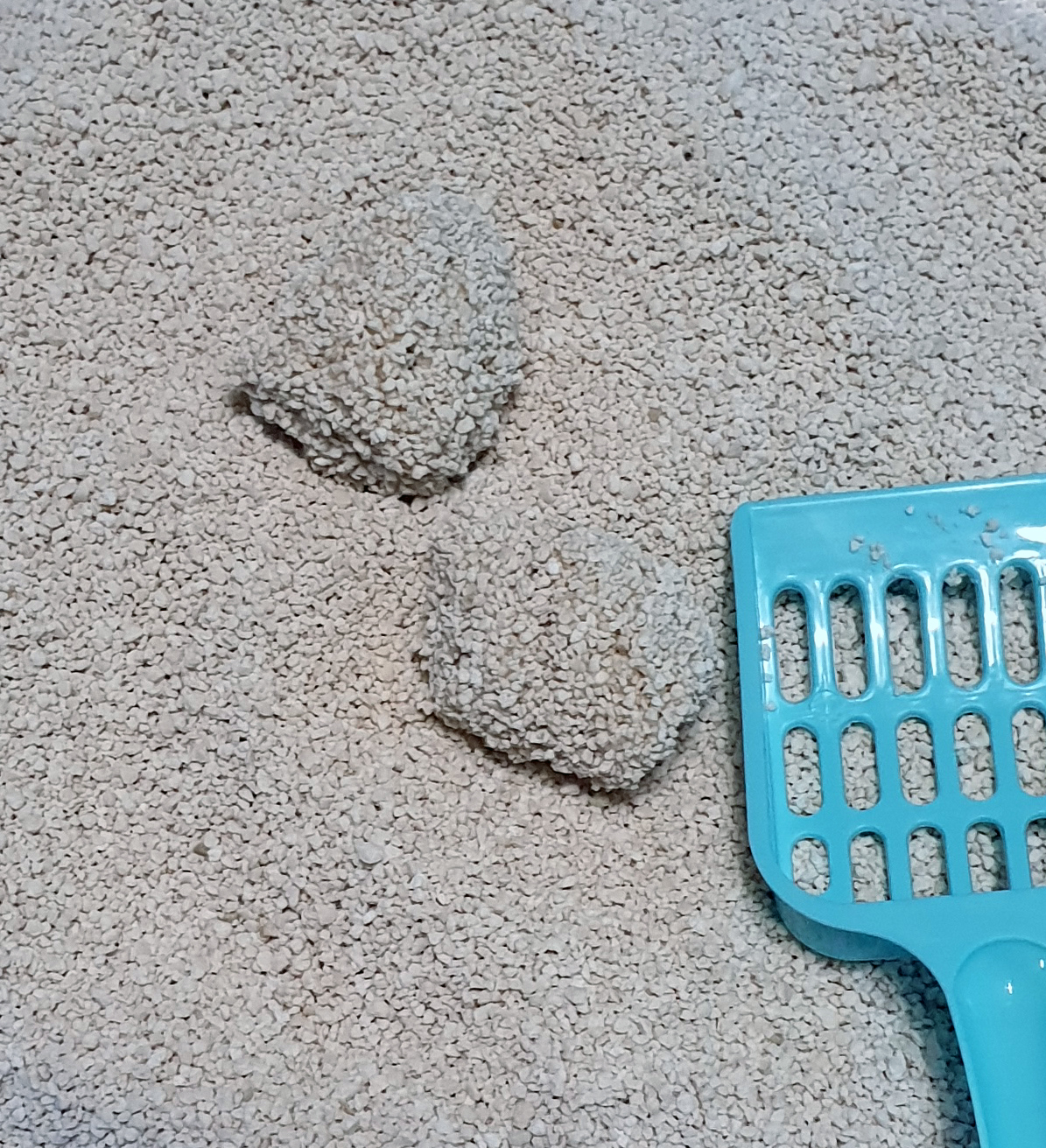 먼지없는 고양이모래 모찌네모래 카사바 그린 일반입자 8.4kg