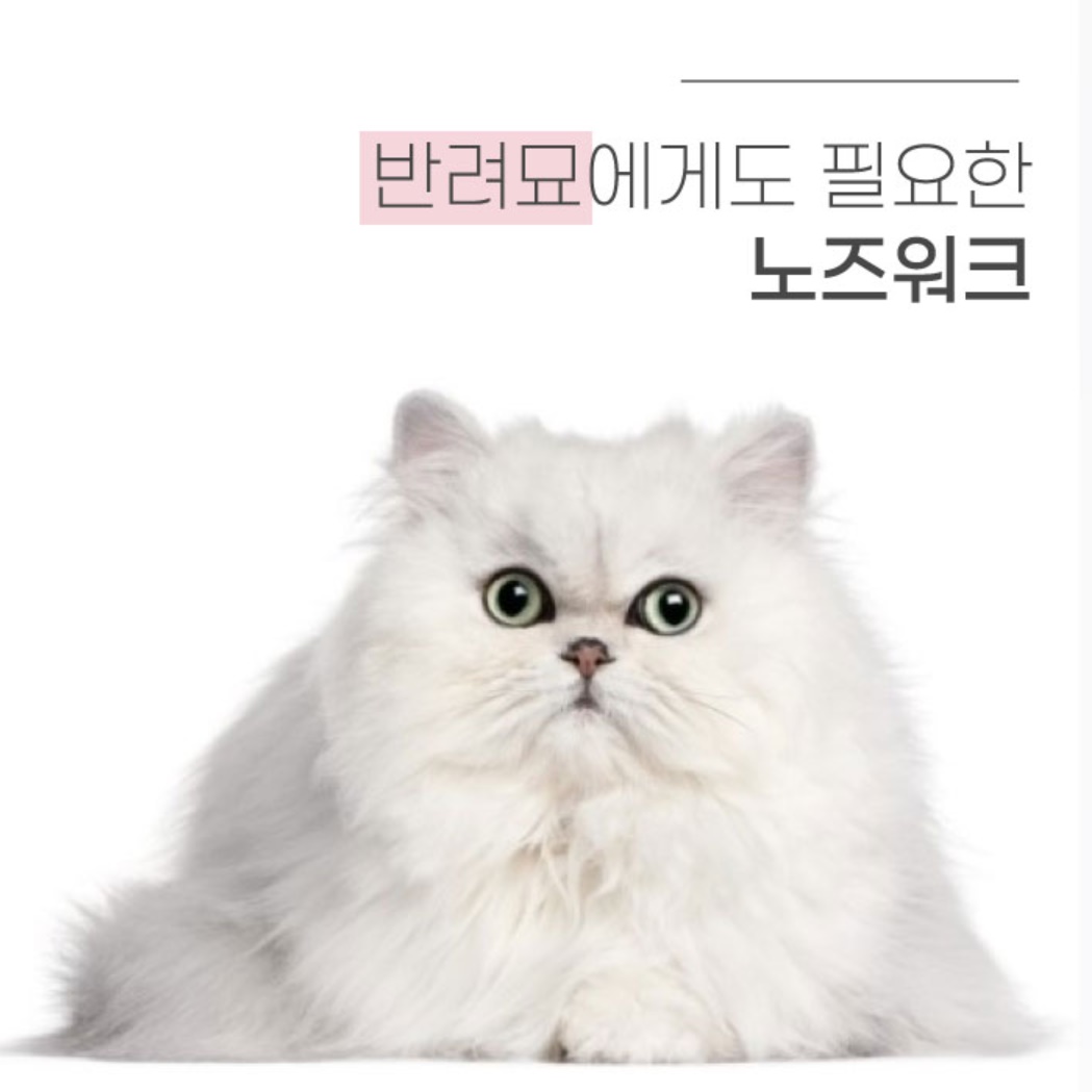 강아지 간식 장난감 푸들 말티즈 비숑 반려견 분리 불안 장난감 - 상세 이미지 5