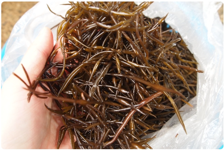 톳진액 톳즙 15-30팩 액기스 엑기스 - 상세 이미지 2