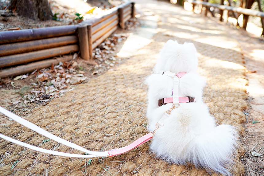 바유 강아지 하네스 H형 가슴줄 순면 라이트버전 XS