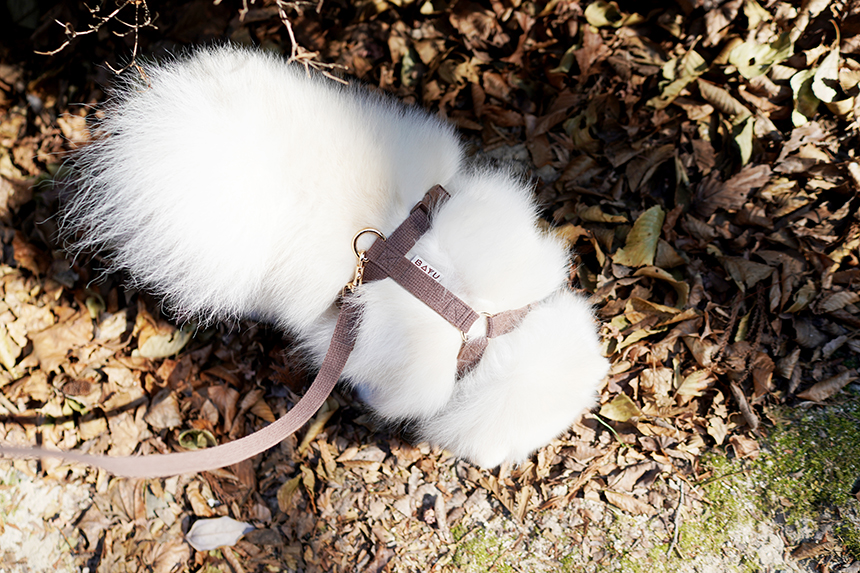 바유 강아지 하네스 H형 가슴줄 순면 라이트버전 XS