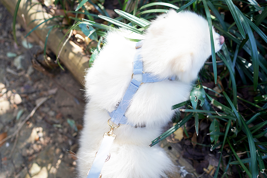 바유 강아지 하네스 H형 가슴줄 순면 라이트버전 XS