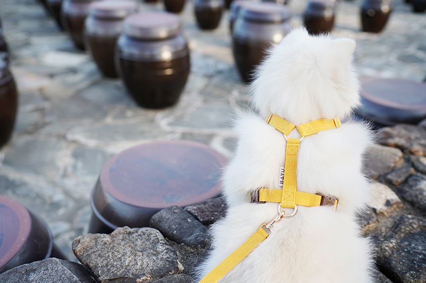 바유 강아지 하네스 H형 가슴줄 순면 라이트버전 XS