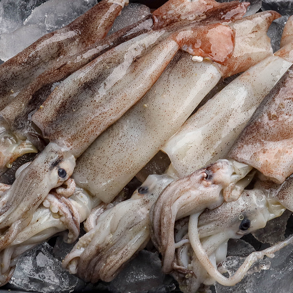 통찜 총알초코 오징어 채낚이 오징어 생물 급냉 - 상세 이미지 2