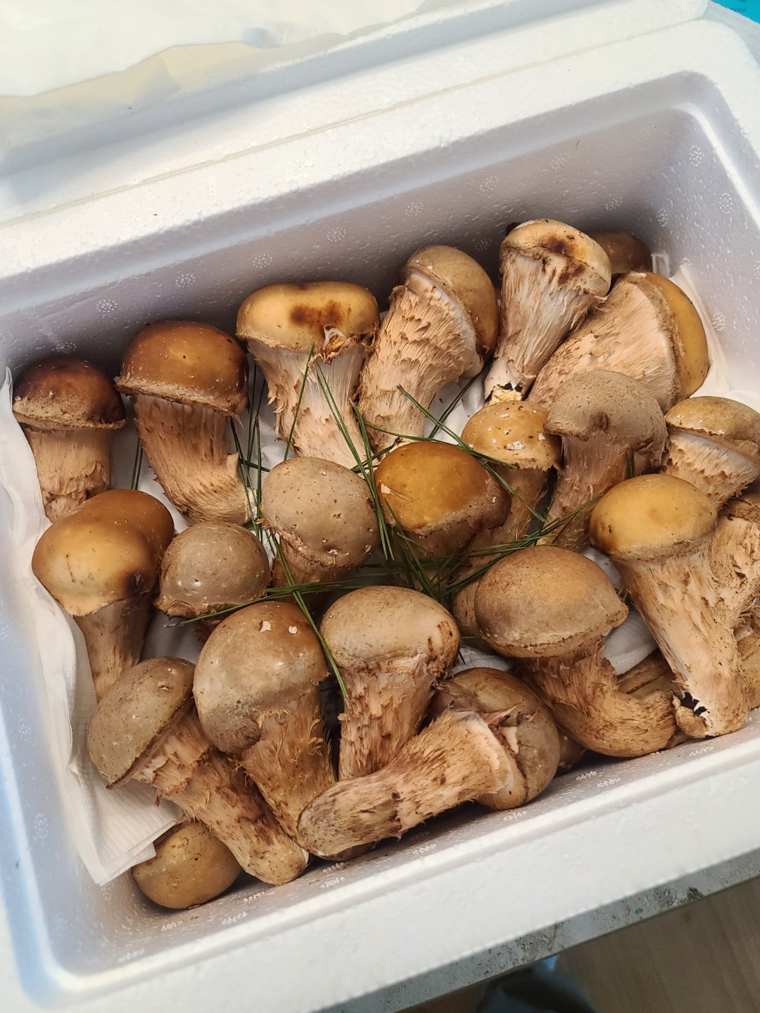 국내산 참송이버섯 중급 산지직송 당일수확 무농약 추석 명절 선물 1kg - 상세 이미지 2