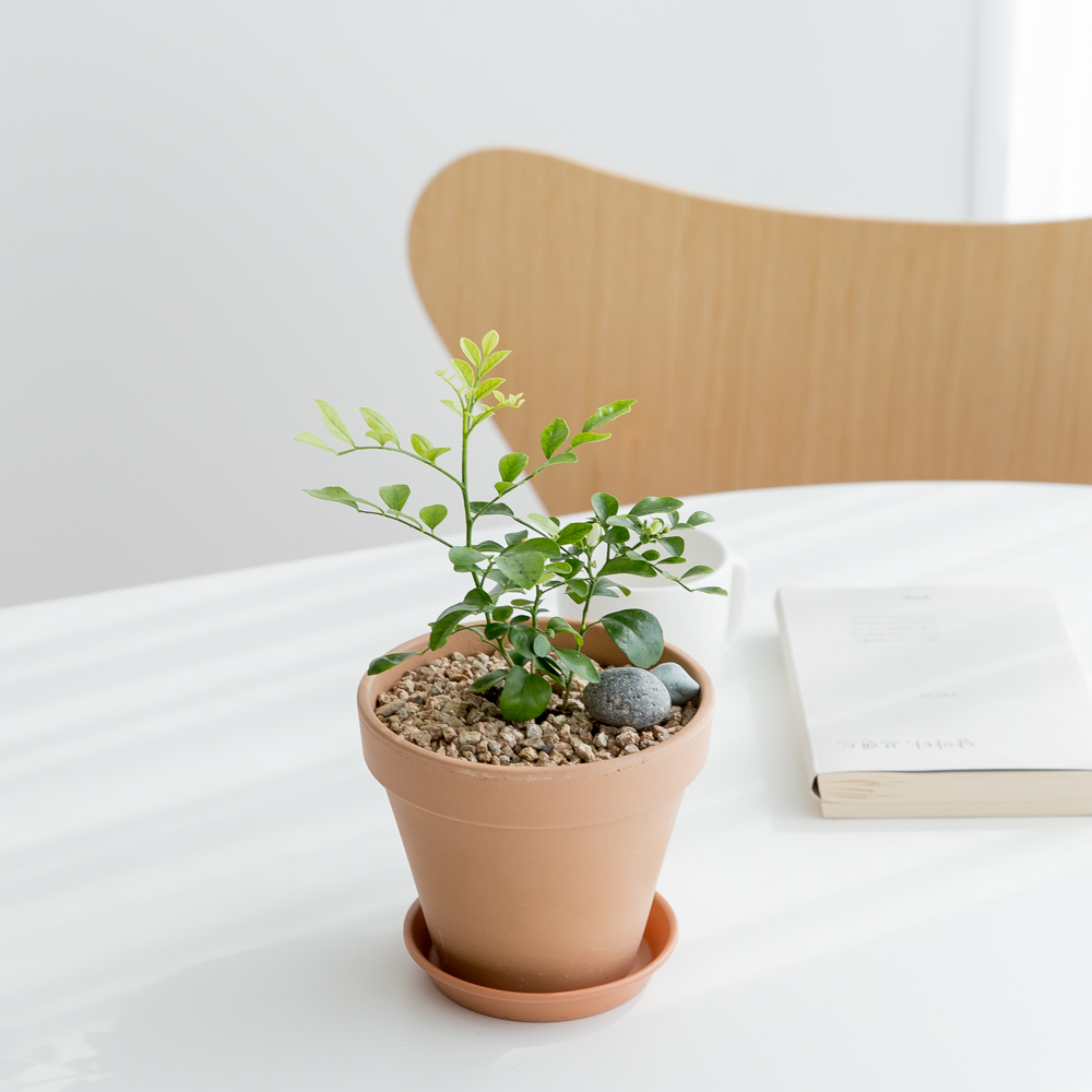 피플랜트 오렌지자스민 베이지토분 향기좋은 키우기쉬운 식물 이미지 3