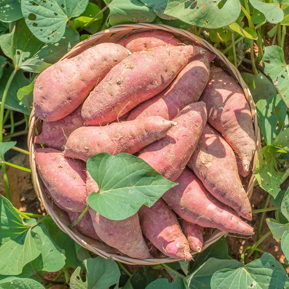 싸리재 [ 달콤한 군고구마(냉동,퓨레) 500g ] 간편한 고구마라떼 - 상세 이미지 4