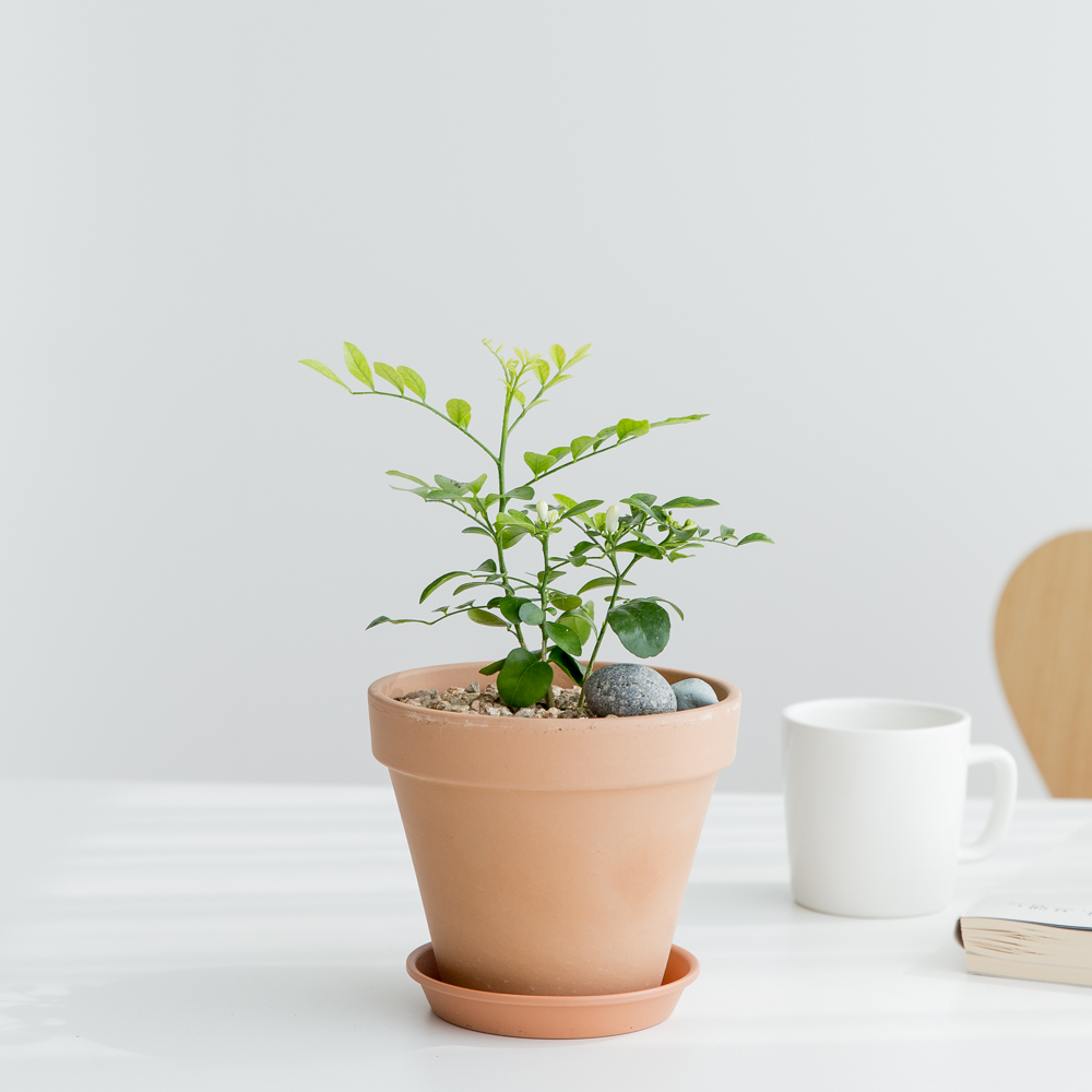 피플랜트 오렌지자스민 베이지토분 향기좋은 키우기쉬운 식물 이미지 2