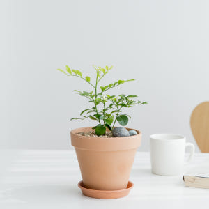 피플랜트 오렌지자스민 베이지토분 향기좋은 키우기쉬운 식물 실사용 후기 | 효과 있을까? - 상품 이미지 2