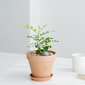 피플랜트 오렌지자스민 베이지토분 향기좋은 키우기쉬운 식물 실사용 후기 | 효과 있을까? - 상품 이미지 4