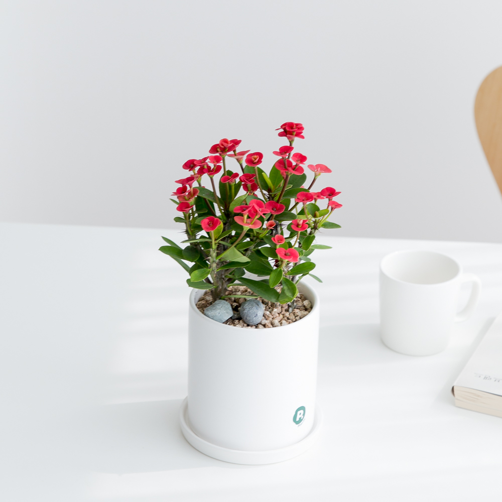 피플랜트 꽃기린 더 화이트화분 전자파차단 다육 식물 - 상세 이미지 4