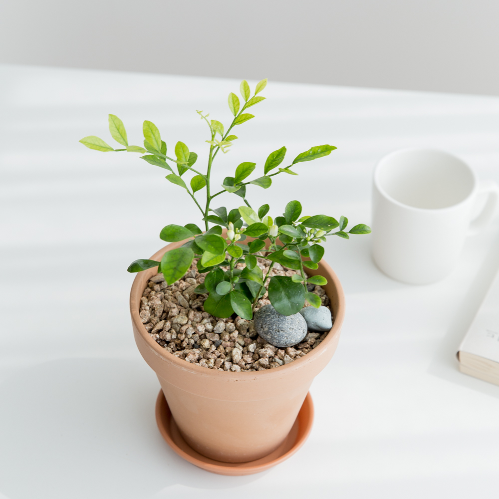 피플랜트 오렌지자스민 베이지토분 향기좋은 키우기쉬운 식물 실사용 후기 | 효과 있을까? - 대표 이미지