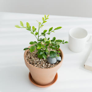 피플랜트 오렌지자스민 베이지토분 향기좋은 키우기쉬운 식물 실사용 후기 | 효과 있을까? - 상품 이미지 1