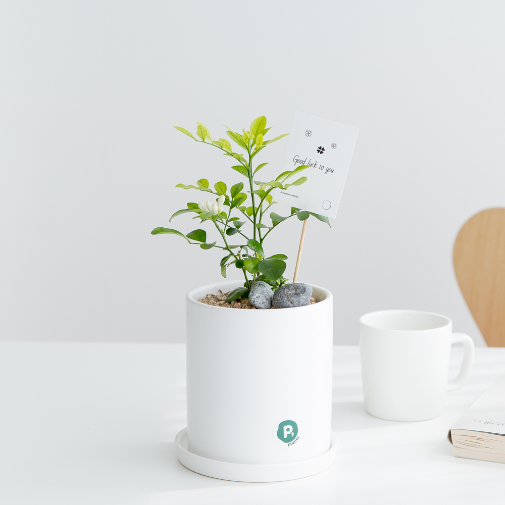 피플랜트 오렌지자스민 화이트화분 향기좋은 키우기쉬운 식물 - 메인 이미지
