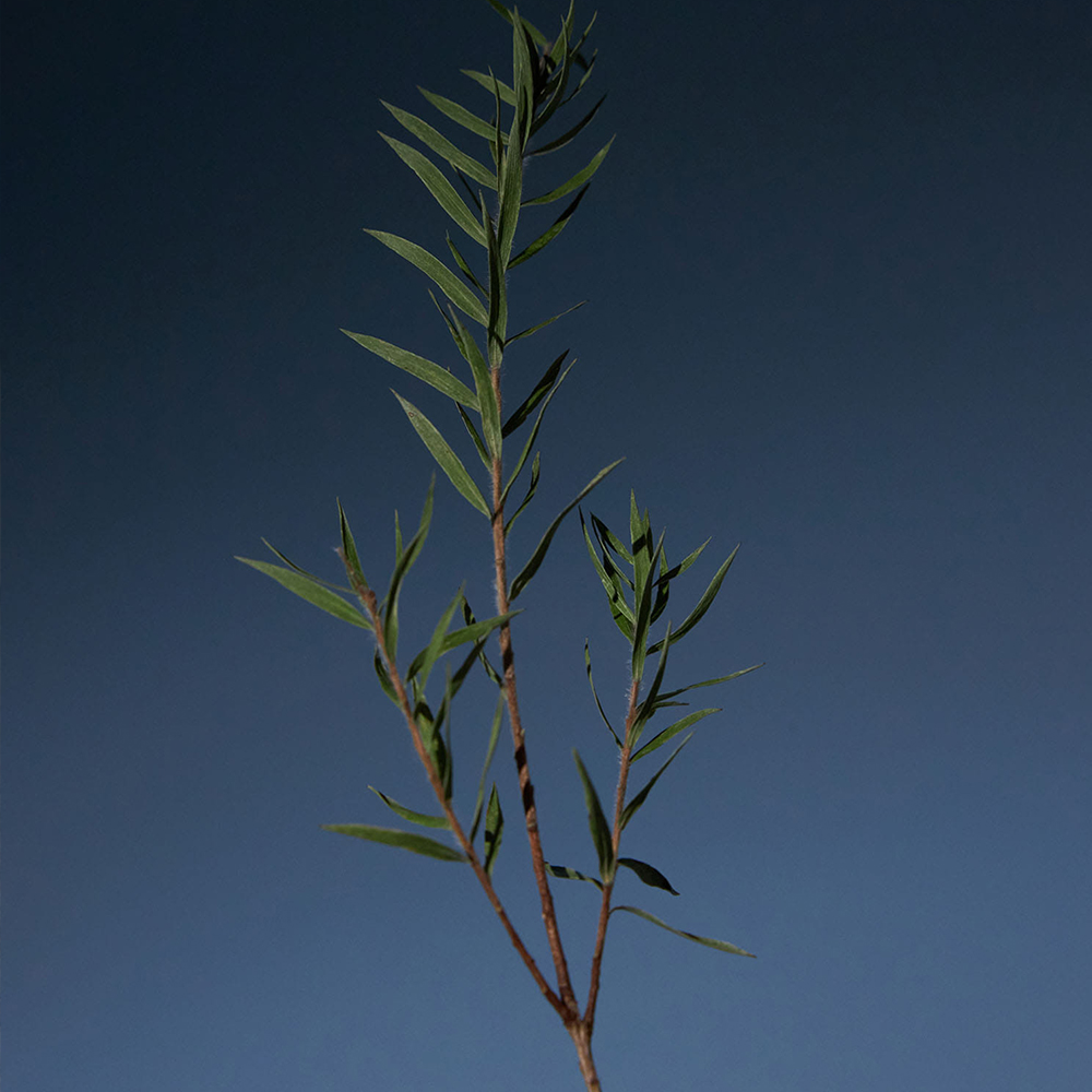 [쿨링진정 헤어토닉] 아로마티카 티트리 퓨리파잉 토닉 100ML 두피 쿨링 에센스 탈모 스프레이 앰플