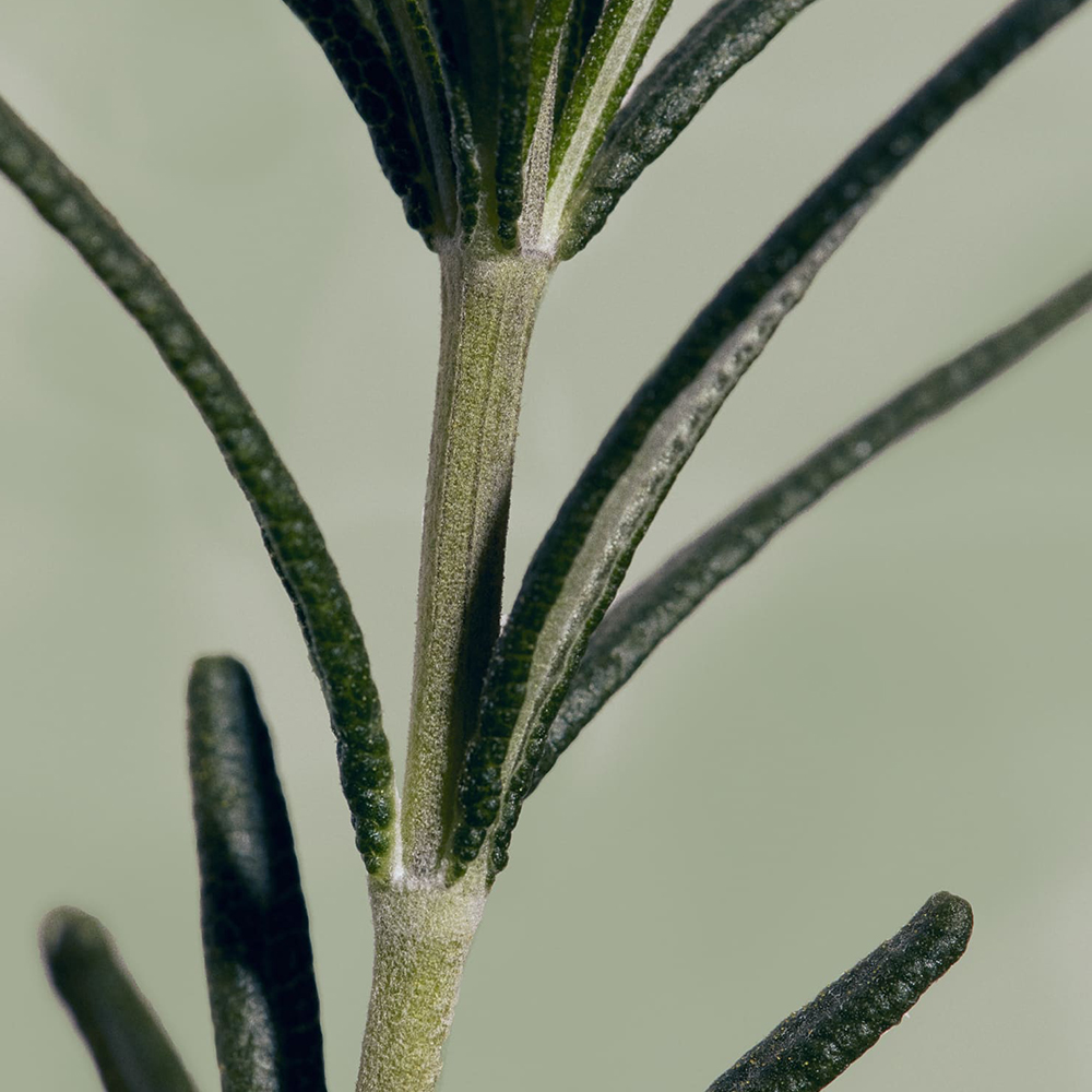 [모근영양 헤어토닉] 아로마티카 로즈마리 루트 인핸서 100ML 두피 토닉 쿨링 탈모