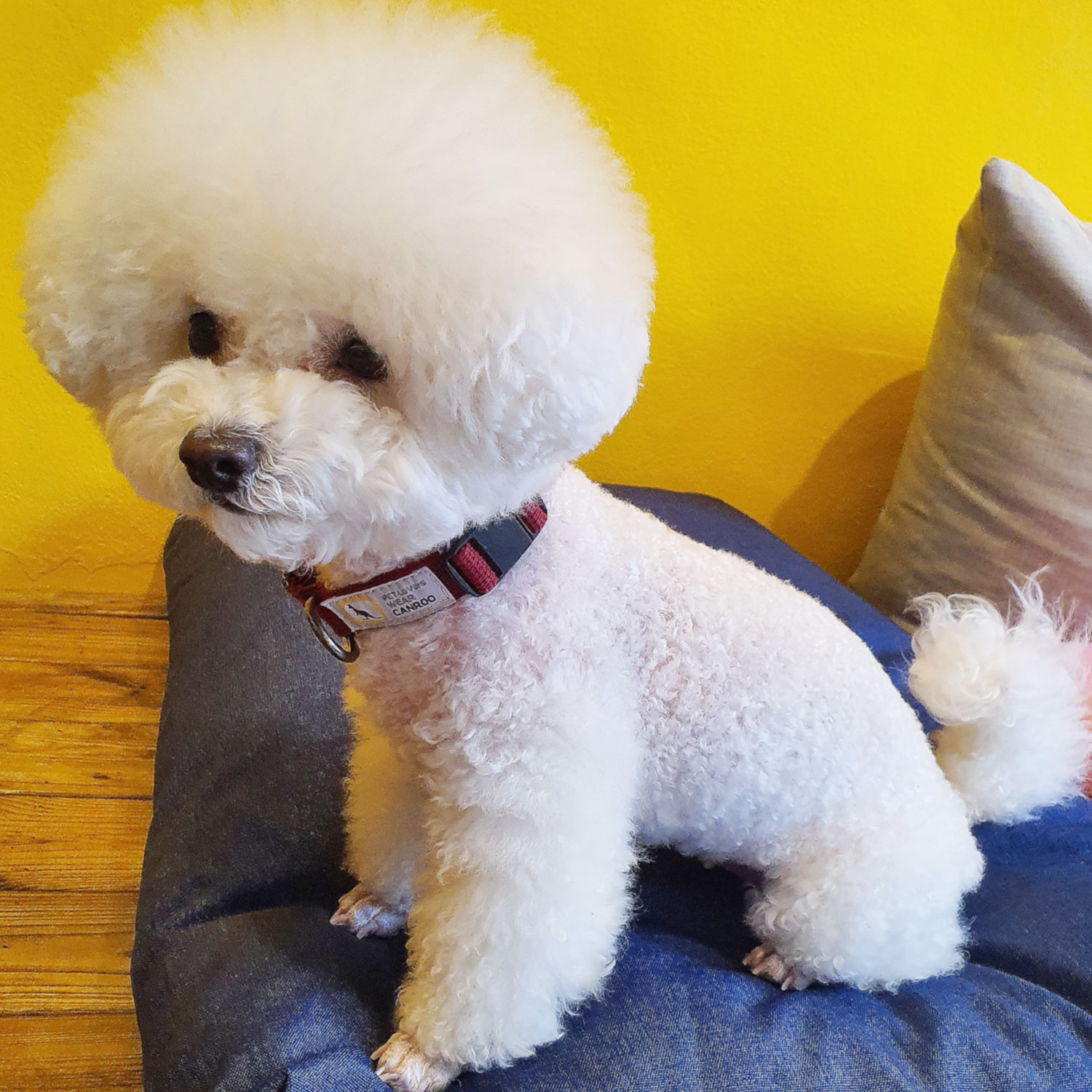 캔루 I형 자석 버클 목줄 강아지 산책줄 소형견 중형견 이미지 7
