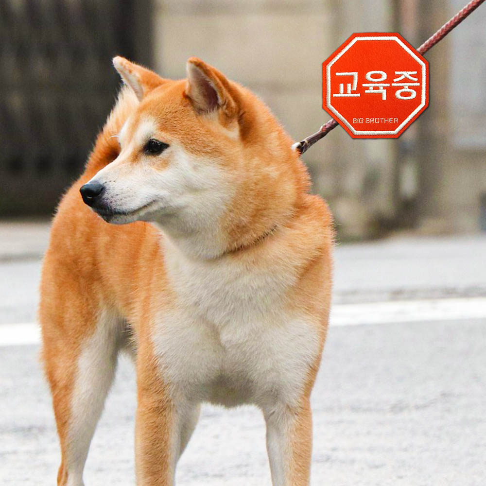 강아지와펜 네임택 대형견 강아지 산책와펜 교육중 리드줄 펫티켓 - 상세 이미지 2