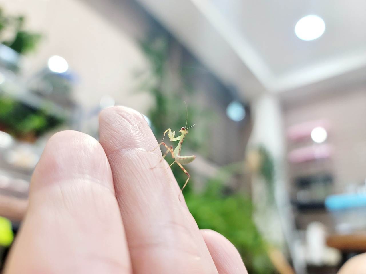 하이밀 사마귀키우기 풀세트 왕사마귀 넓적배사마귀 전용 사육통 2종 및 먹이 포함 - 상세 이미지 3